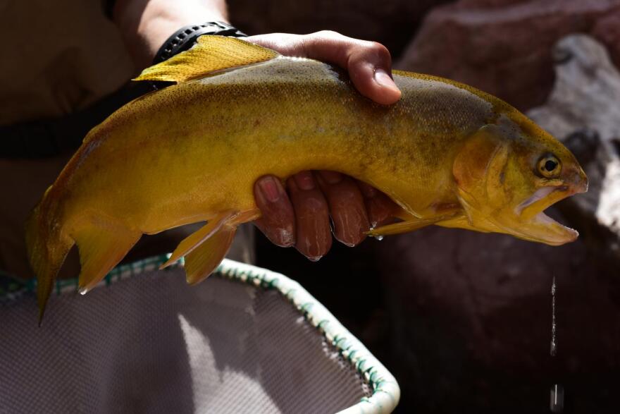 Gila trout 