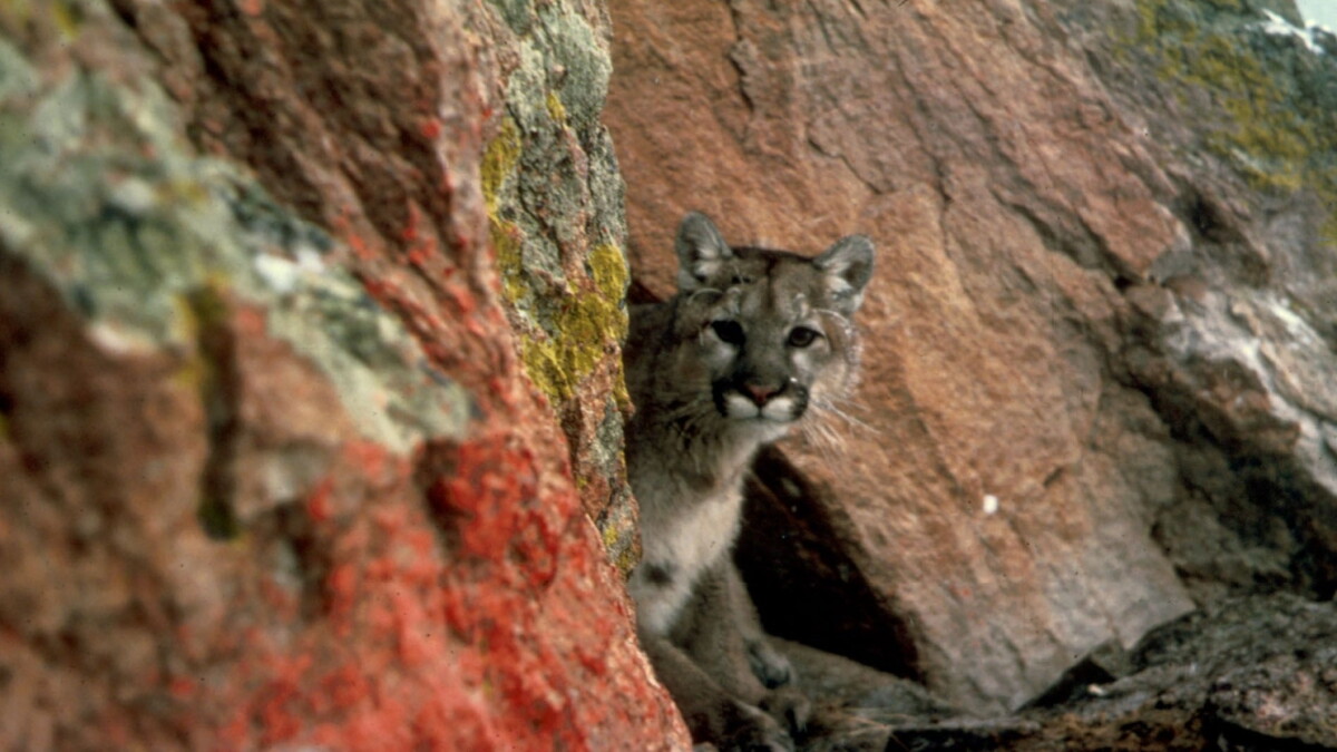 Wild About Utah: Mountain Lions Are Keystone Providers for Birds! - Vimarsana News