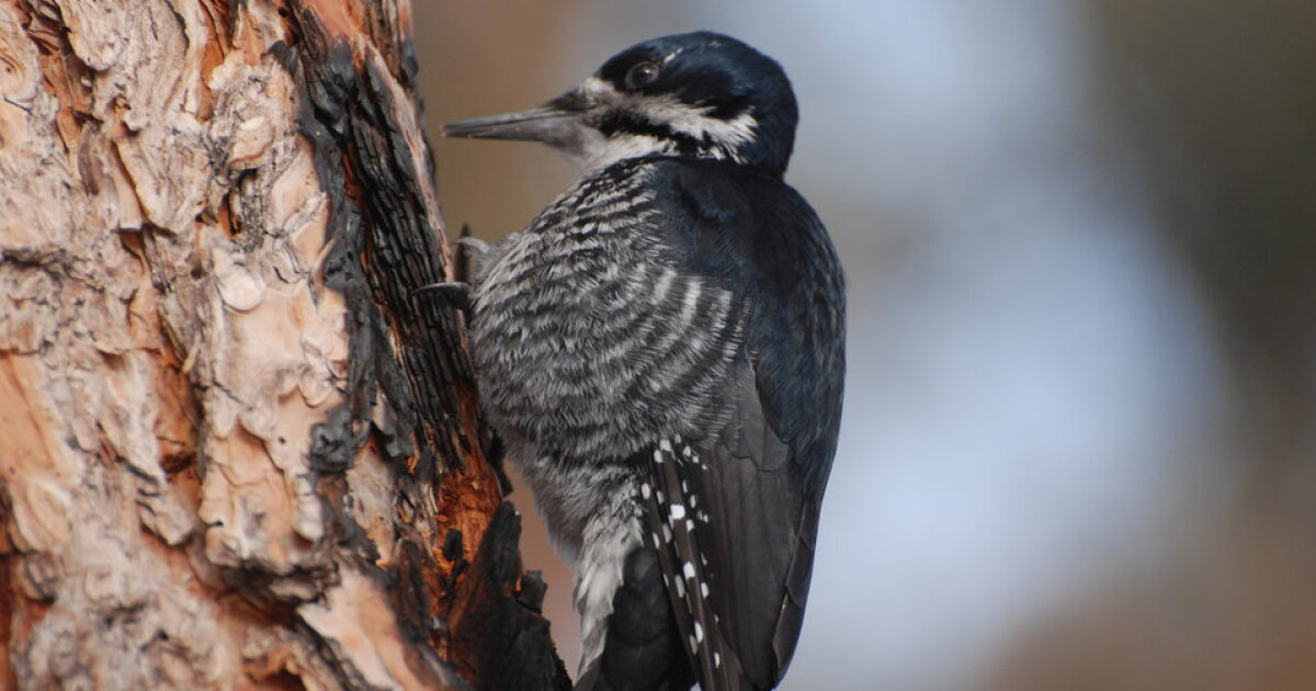 How Black-Backed Woodpeckers Thrive After Wildfires | Montana Public Radio