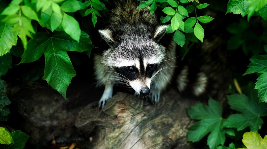 Wild Animals Are Not Pets, Science