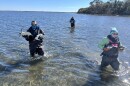 Three people in warm weather clothes and water up to their knees pull turtles out of the water.