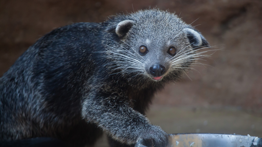 One of the Tallahassee Museum's temporary resident Binturongs.