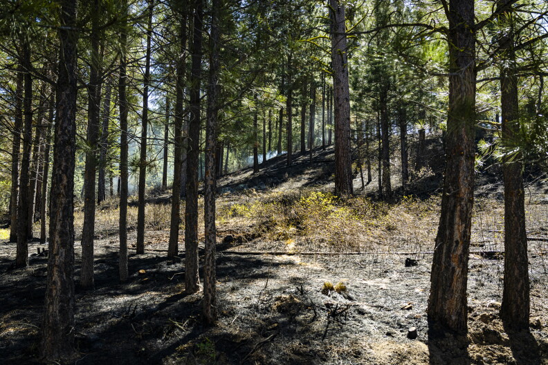 A day after burning operations on this section of the Crawford prescribed fire, the ground is a clean black, and some smoke is visible from the line.