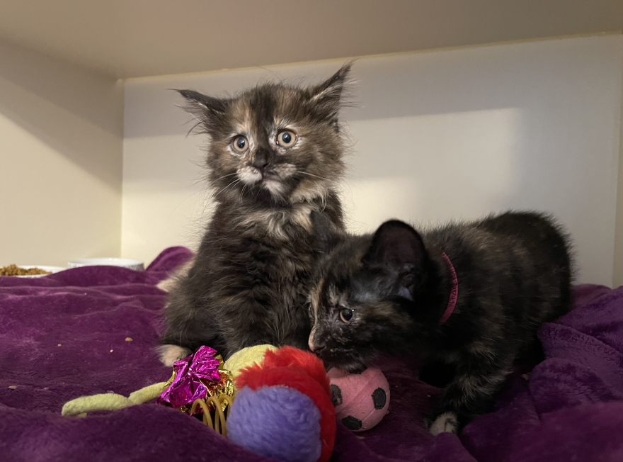 Adoption - Kitty Queen Cat Rescue