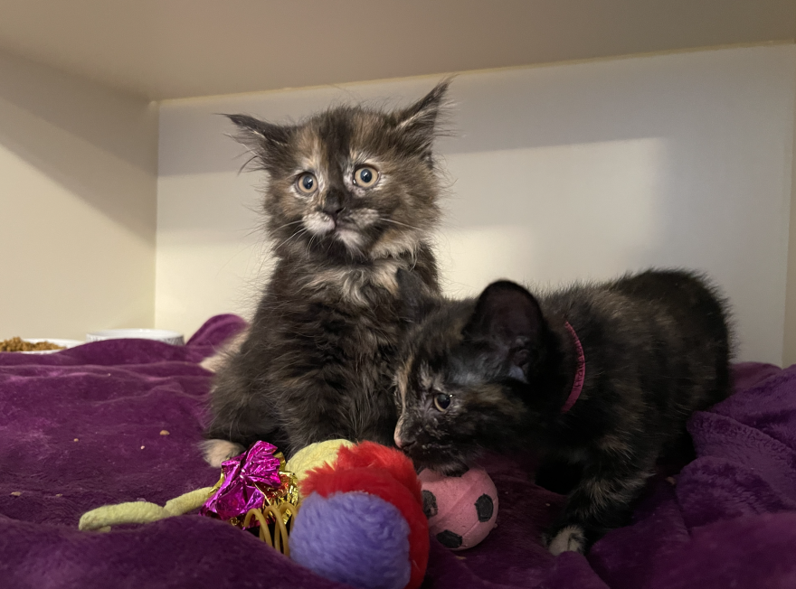 Yes, these adorable kittens are up for adoption at Pet Pride.