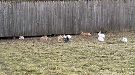 Indianapolis Animal Care Services is asking for the public’s help in tracking down who dumped more than 50 rabbits in an eastside neighborhood last week.