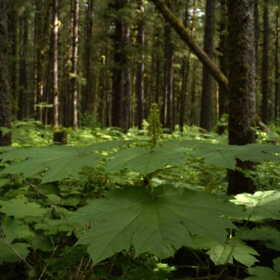 Devil’s club grows in the understory of the Tongass National Forest in Juneau.