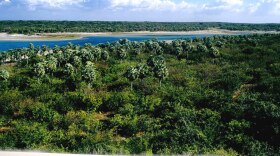 A carnauba palm tree grove in Piauí, Brazil.