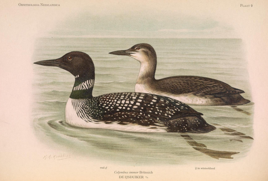 Koekkoek, M. A., et al. Ornithologia neerlandica. De vogels van Nederland. M. Nijhoff, 1922, https://www.biodiversitylibrary.org/page/36089849.