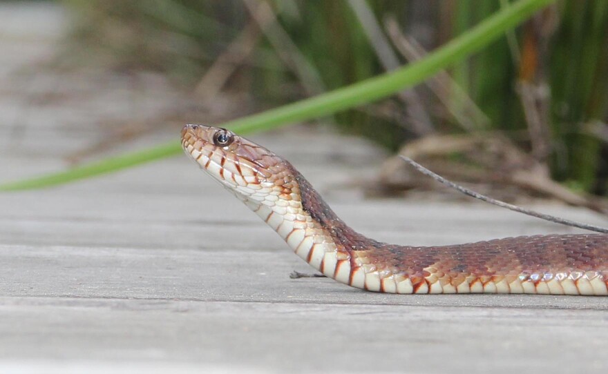 A banded water snake