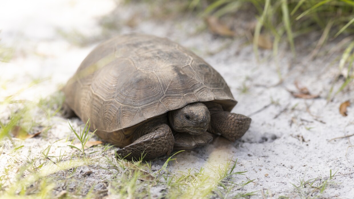 Gopher tortoise