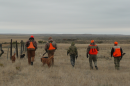 A group of hunters and their dogs walk away from the camera through an open field of dry grass.