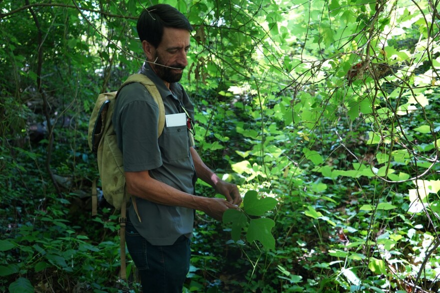 Ijams Nature Center Conservation Director Ben Nanny displays a kudzu vine on May 8, 2026.
