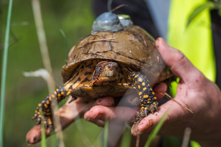 Members of a research team from the St. Louis Zoo conducted a survey on their North Campus on Wednesday, April 21, of the native Three Toed Box Turtle population, specifically checking for cases of Ranavirus. 