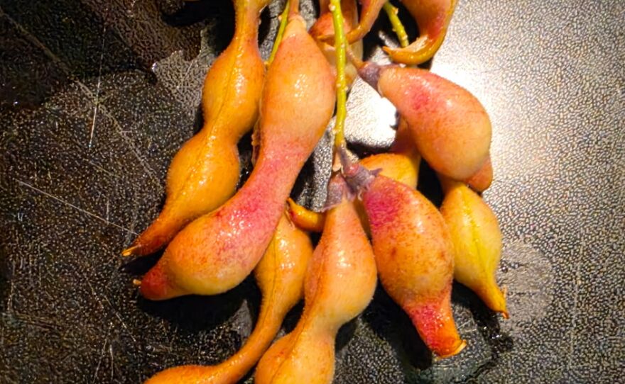 A cluster of elongated, bulbous seed pods or fruits attached to a green, branched stem.