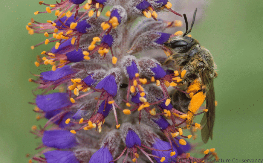 This species of bee (Andrena quintilis) is a specialist feeder on lead plant flowers.