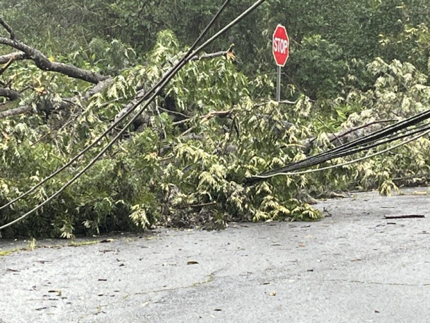 Tree branches and power lines are seen entangled in Kaloko Mauka on Hawaiʻi Island on Monday, Aug. 17.