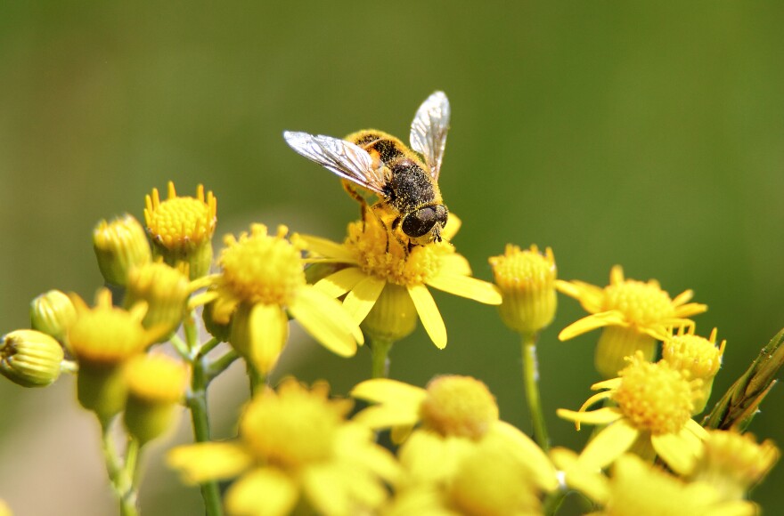 Bee-gathering_pollen_yellow-flower-macro.jpg