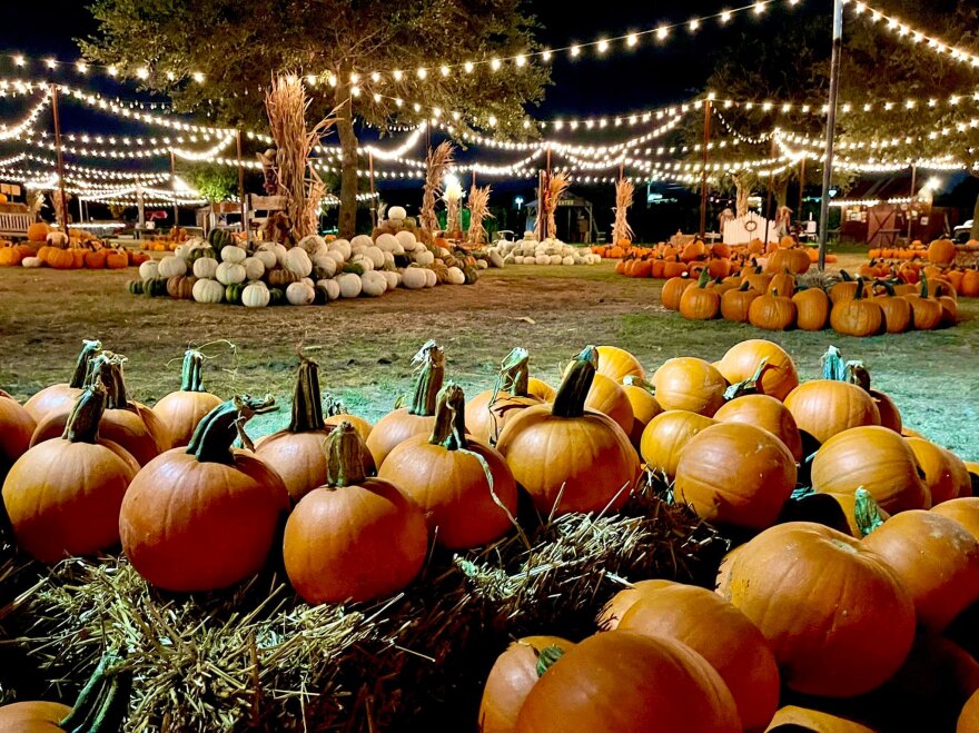 Pumpkin Patch 4