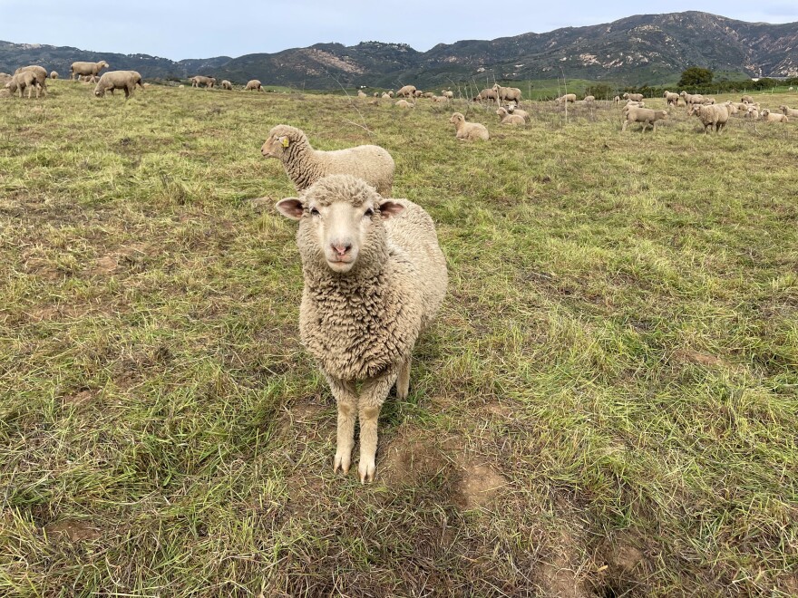 There are around 330 ewes and lambs at the site