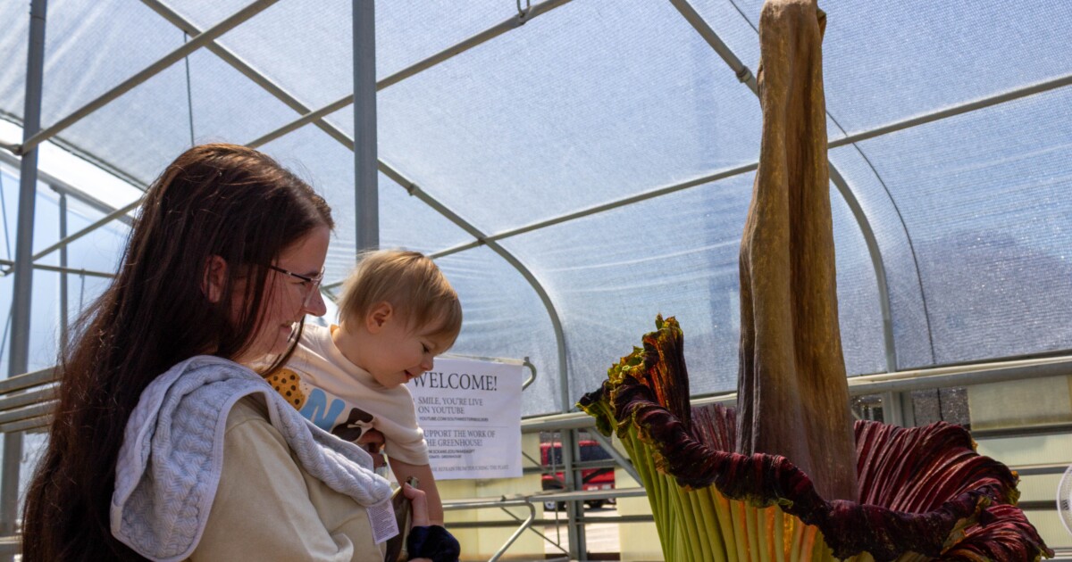 Rare sight: Blooming 'corpse flower' at Southwestern College draws hundreds