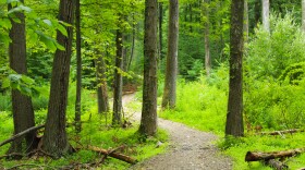 The beginning of Fern Winder Trail in Rothrock State Forest on July 18.
