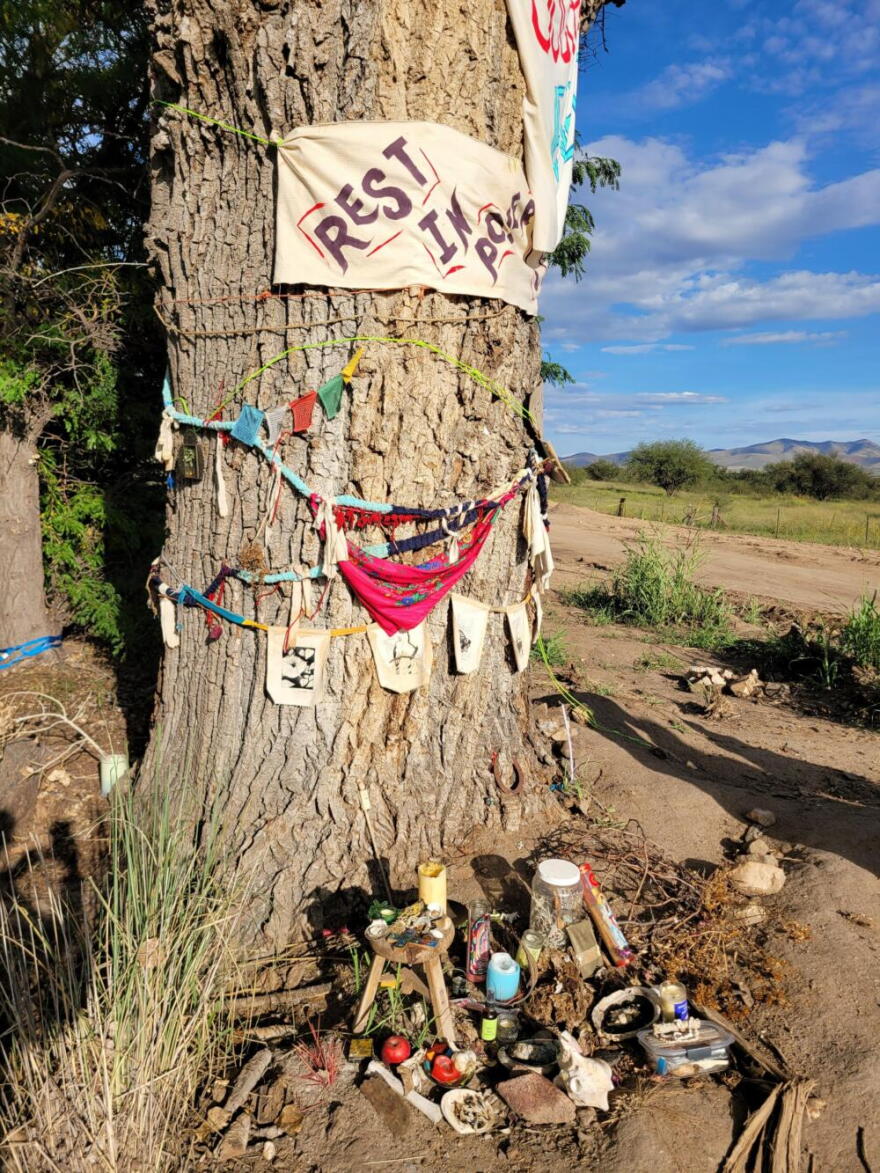 The "grandmother" tree. (Courtesy of the Sonoran Desert Press Office)