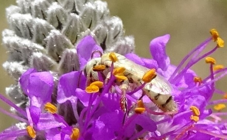 A white bee on a purple flower with yellow stamens.