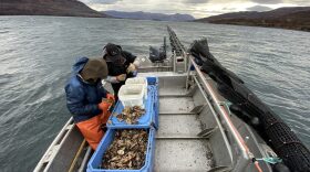 Wilfred Pavloff and Larry “Bunson” Sugiak shuck oysters on Eric O’Brien’s Larsen Bay oyster farm. (Photo by Eric O’Brien)