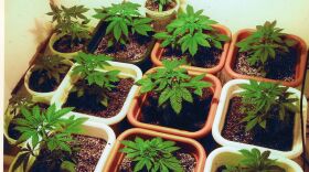 Marijuana plants 