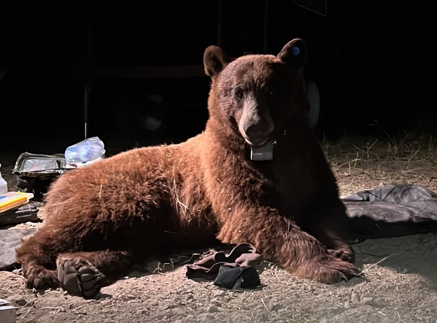 Biologists say they've caught, and tagged a 210-pound black bear living in the Santa Monica Mountains. They say the bear has been living in the mountains south of the 101 Freeway, which is extrely rare.