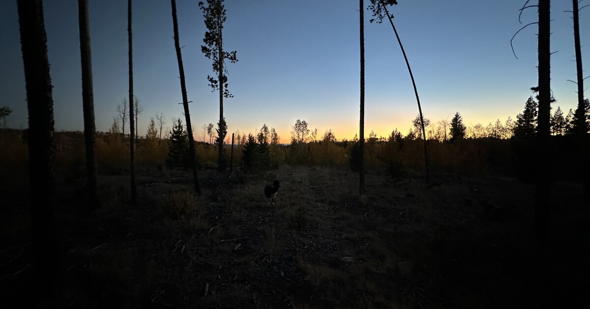 Forest Service is hiring 2,000 seasonals a year after historic DOGE cuts