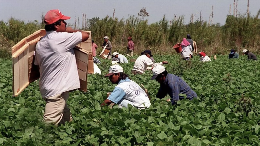 In the Crosshairs? Latin American migrant farmworkers pick green beans near Homestead, Fla., during the COVID pandemic in 2020.