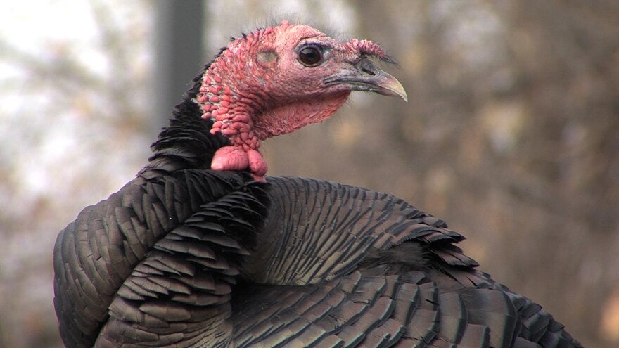 A wild turkey. 