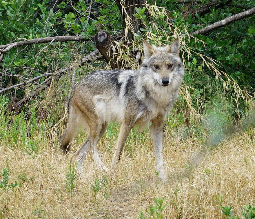 Mexican Gray Wolf