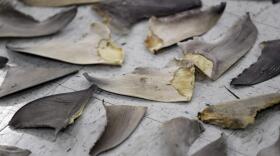 Confiscated shark fins are shown during a news conference, Thursday, Feb. 6, 2020, in Doral, Fla. A spate of recent criminal indictments highlights how U.S. companies, taking advantage of a patchwork of federal and state laws, are supplying a market for fins that activists say is as reprehensible as the now-illegal trade in elephant ivory once was.