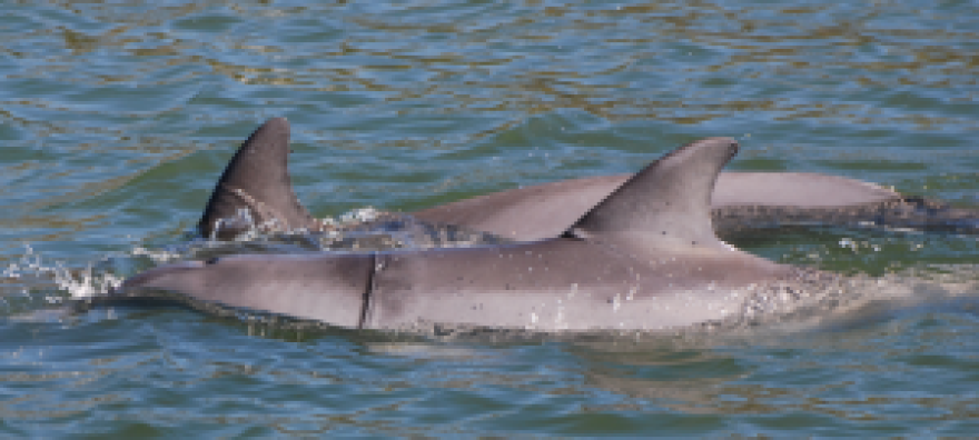 This year, the Indian River Lagoon has seen a surge in the number of dolphins killed by fishing lines.Source: Hubbs Seaworld Research Institute