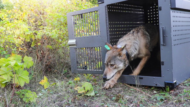 FILE - This Sept. 26, 2018, photo provided by the National Park Service shows a 4-year-old female gray wolf emerging from her cage as she is released at Isle Royale National Park in Michigan. Researchers who were forced to cut an annual survey of wildlife on the remote Lake Superior island short this winter due to unusually warm weather announced Tuesday, April 30, 2024, that the data they were able to gather shows the island's wolf population is stable. (National Park Service via AP, File)