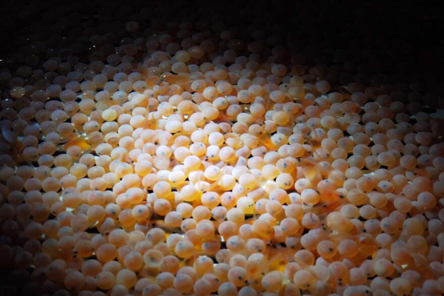 AquaBounty's first batch of its genetically engineered salmon eggs arrived at the end of May 2019.