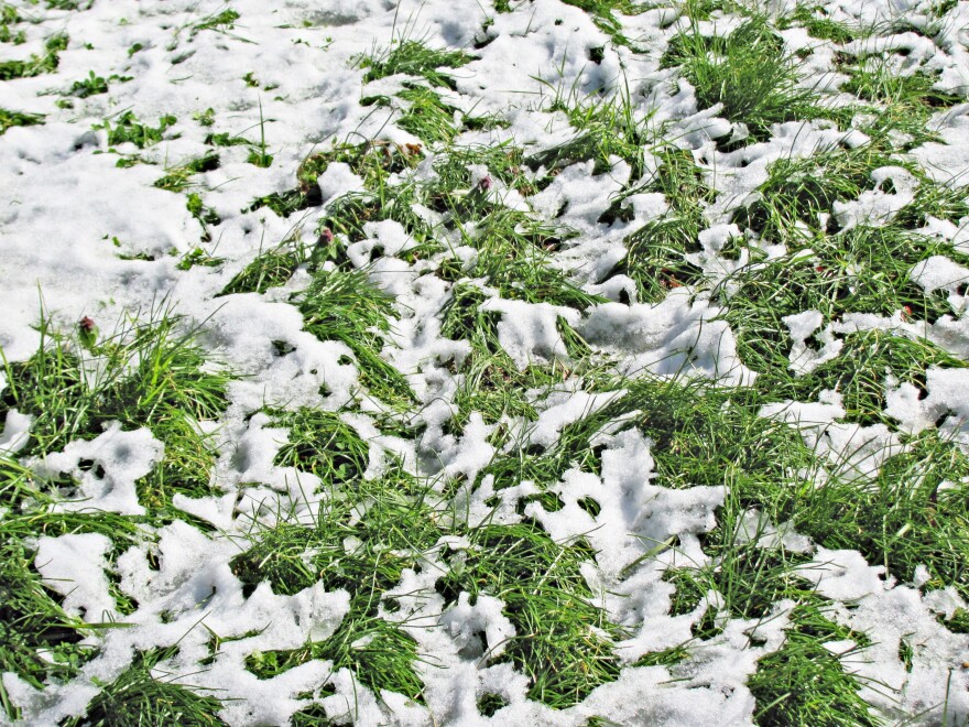 Melting snow on grass.