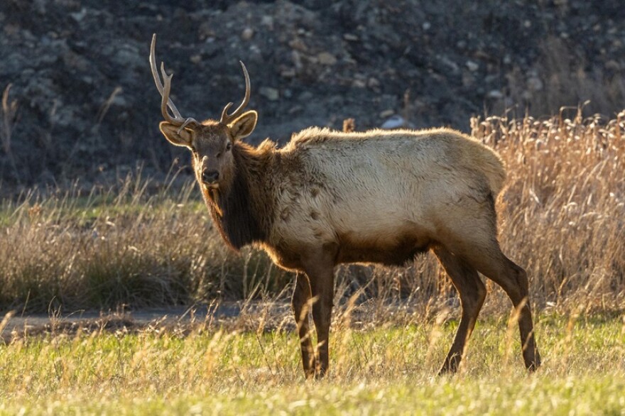 Kentucky's annual elk hunt permit drawing is Saturday; estimated 10,000