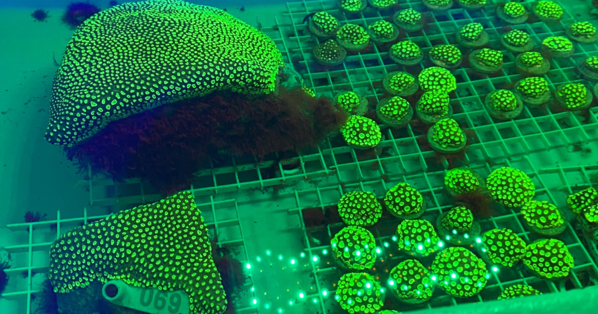 UNCW researchers are helping to restore the health of coral reefs | WHQR