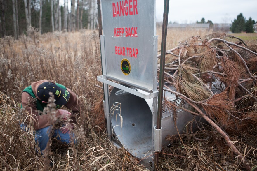 Michigan DNR biologist Steve Griffith checks on one of several bear traps set up around Traverse City on November 20, 2020.