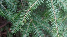 Hemlock leaves.