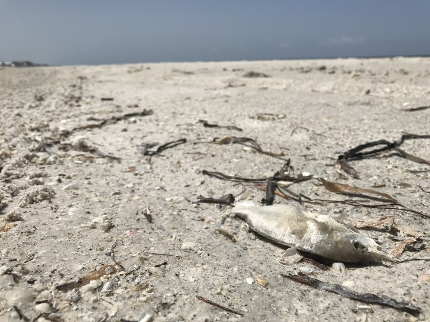 Thousands of dead fish washed onto Anna Maria Island in Manatee County this past August. 