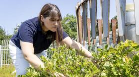 Amanda Joly, deputy chief observer at the Blue Hill Observatory, looks for ripe blueberries on the observatory blueberry bush. (Robin Lubbock/WBUR)