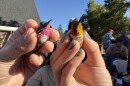 Two people hold hummingbirds snugly between their fingers. 