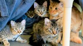 Cats at the Lake County Animal Shelter during happier times. Photo: Lake County via Facebook