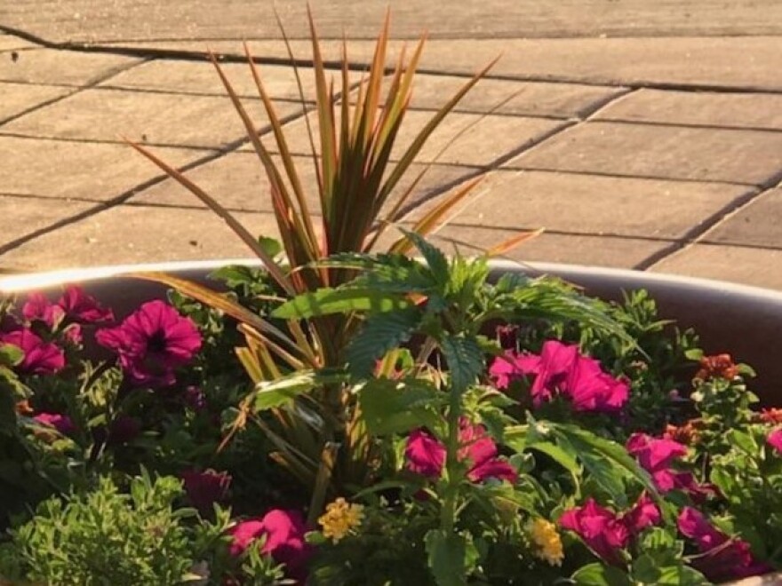 City of Powell employees discovered three marijuana plants had been secretly grown in city-owned planters.