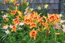 Daylilies bloom best in full sun on well-drained, moist soils. They're vigorous plants that will expand over time.